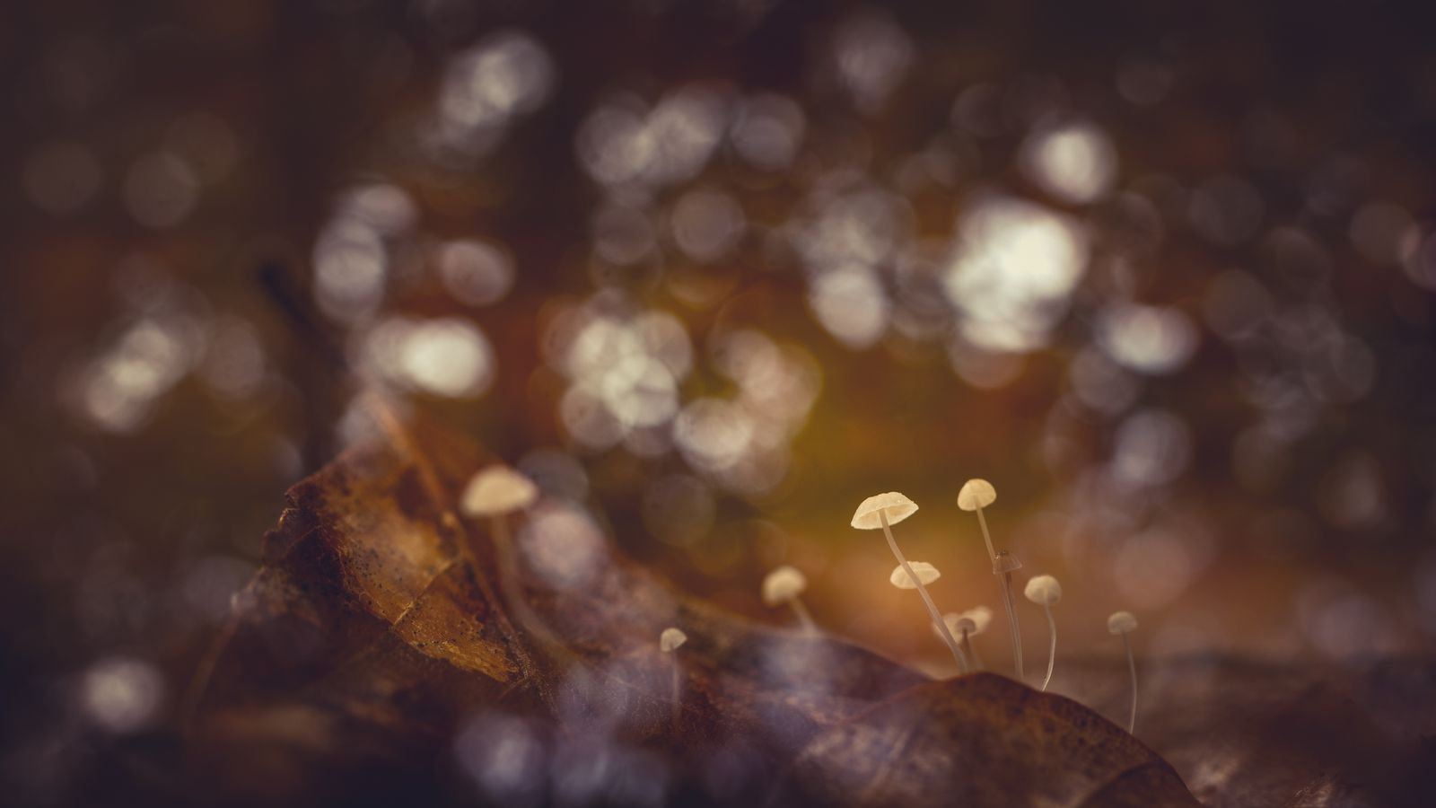A single teaspoon of soil from a healthy forest floor contains more living organisms — bacteria, fungi, protists, nematodes — than there are humans on Earth, an