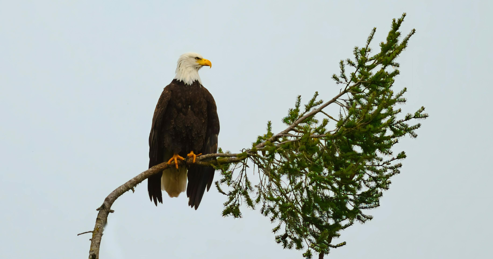 Bald eagle perched on a conifer branch