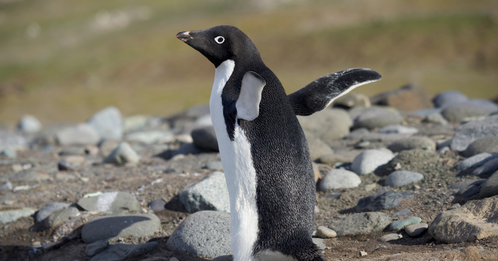 Adelie penguin standing among stones