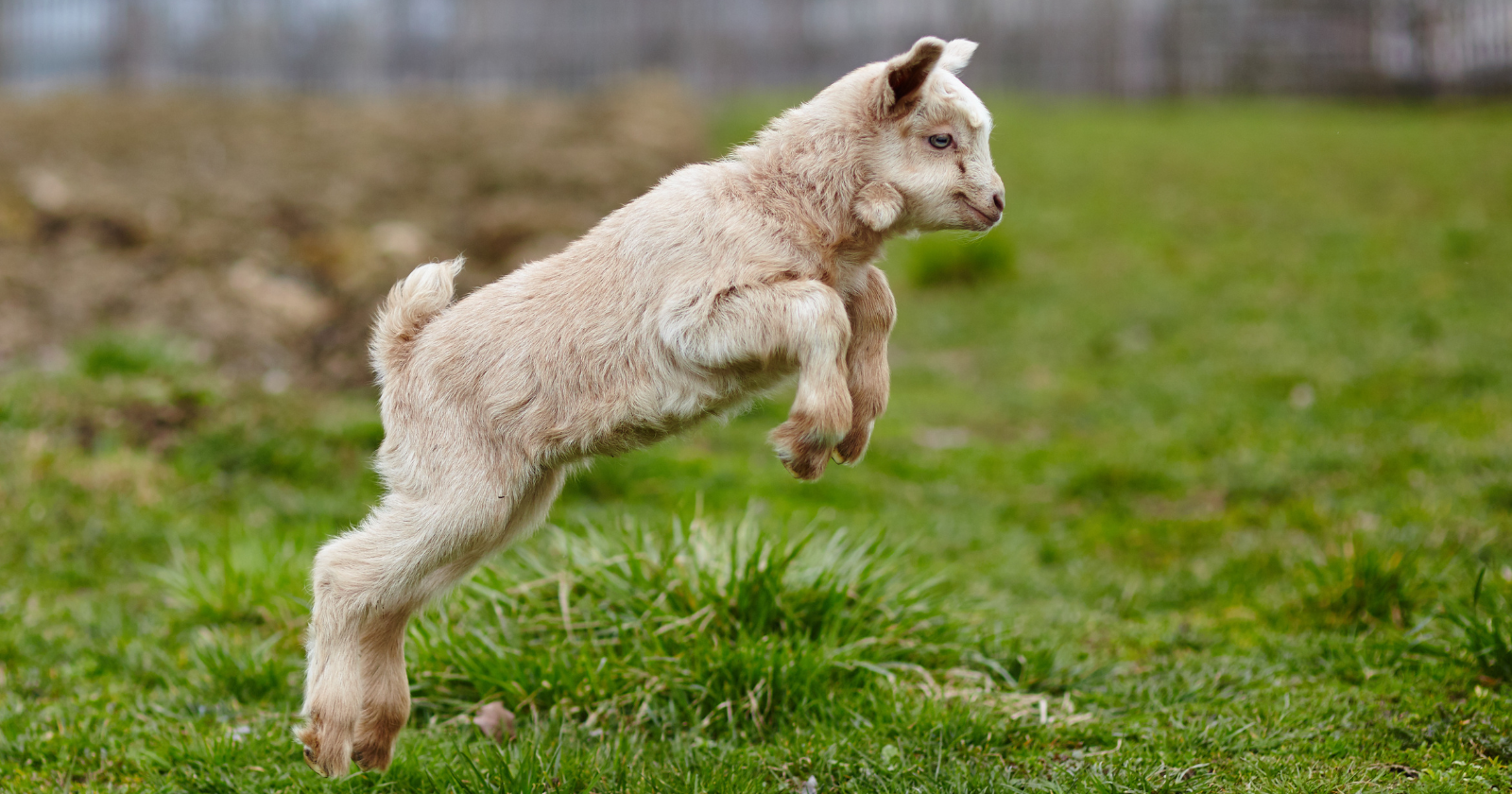 White goat kid leaping across grass