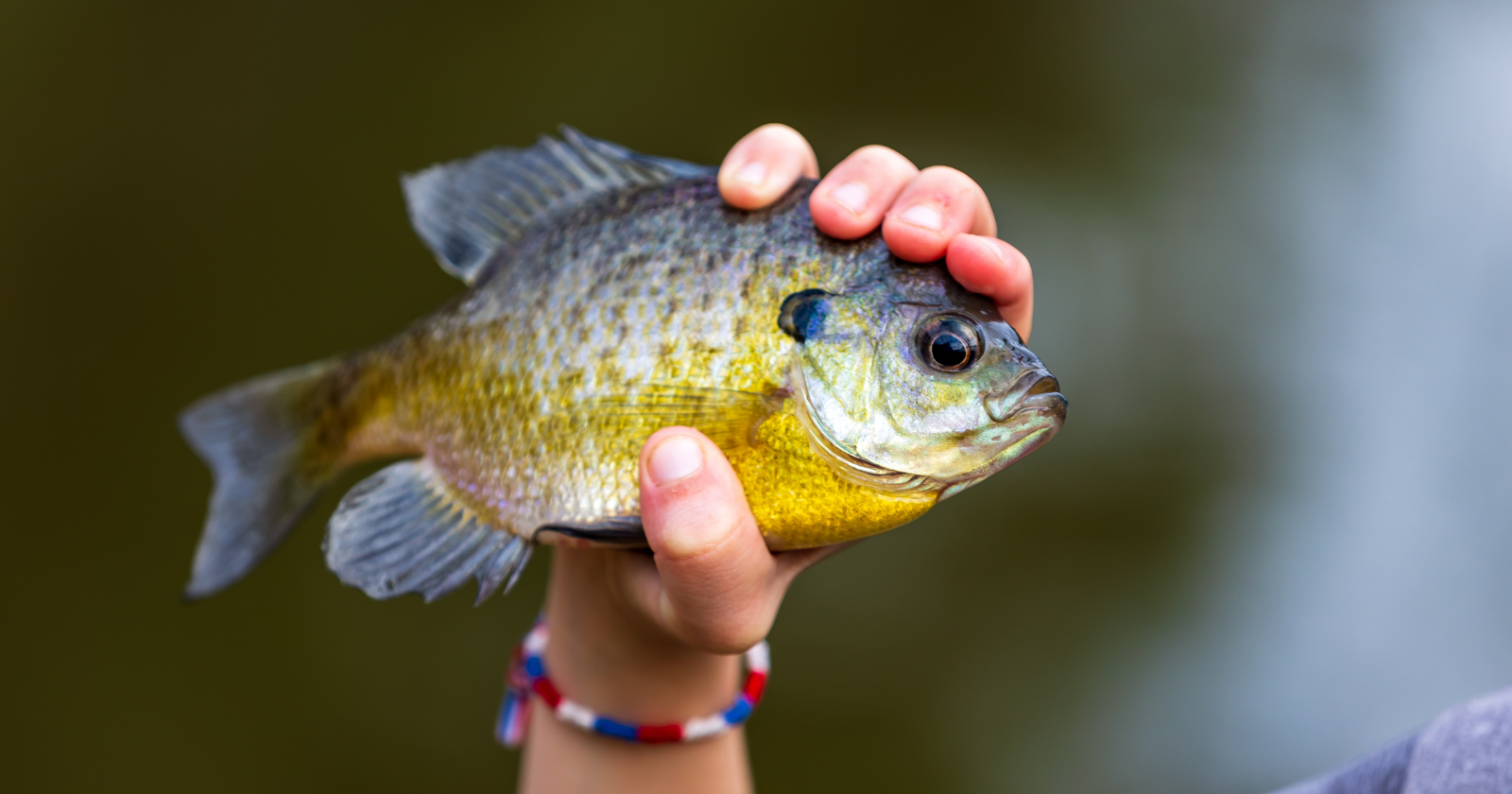 In 1960 Chicago's mayor gave Crown Prince Akihito 18 bluegill from the Shedd Aquarium as a state gift; 15 survived the flight to Japan, were bred as a possible food fish, and their descendants now fill Lake Biwa in the tens of millions — in 2007 the emperor said in public that it pained him