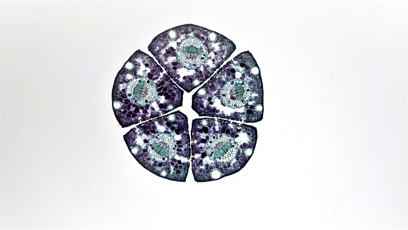 brain tissue slide