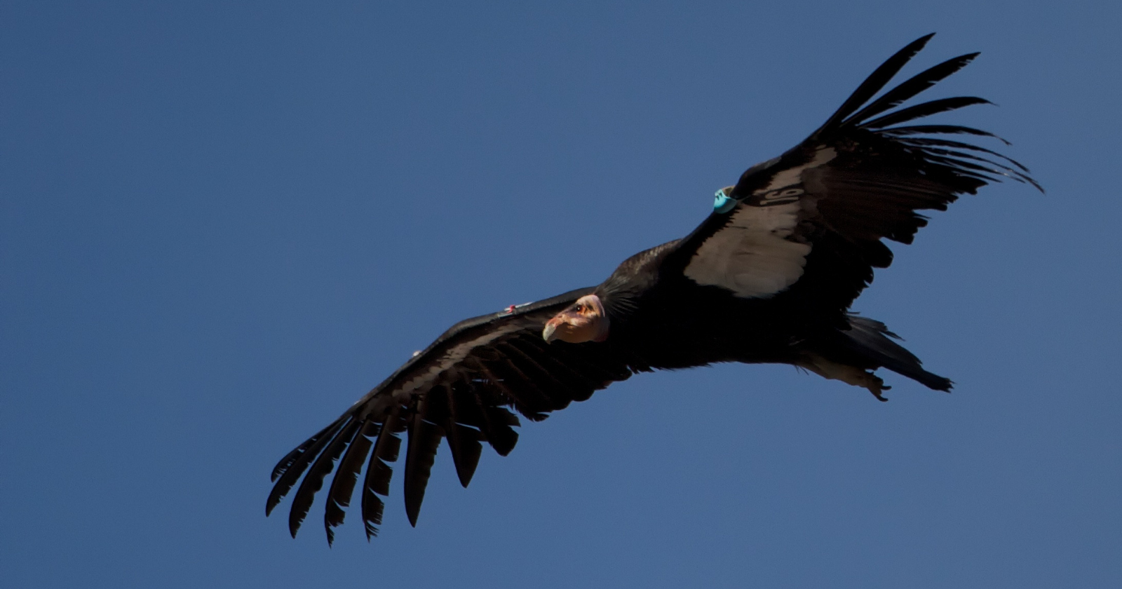 California condor in flight wearing a tracking tag