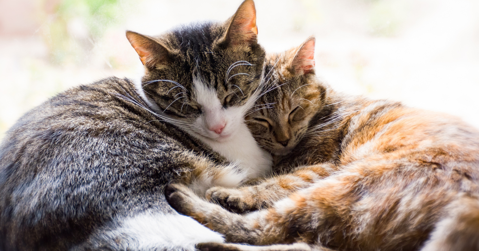 A survey of roughly 450 cat owners whose household had recently lost another pet found the surviving cats ate less, slept more and searched the rooms where the animal used to be, and the grief-like behaviour was just as strong when the companion the cat lost was the family dog