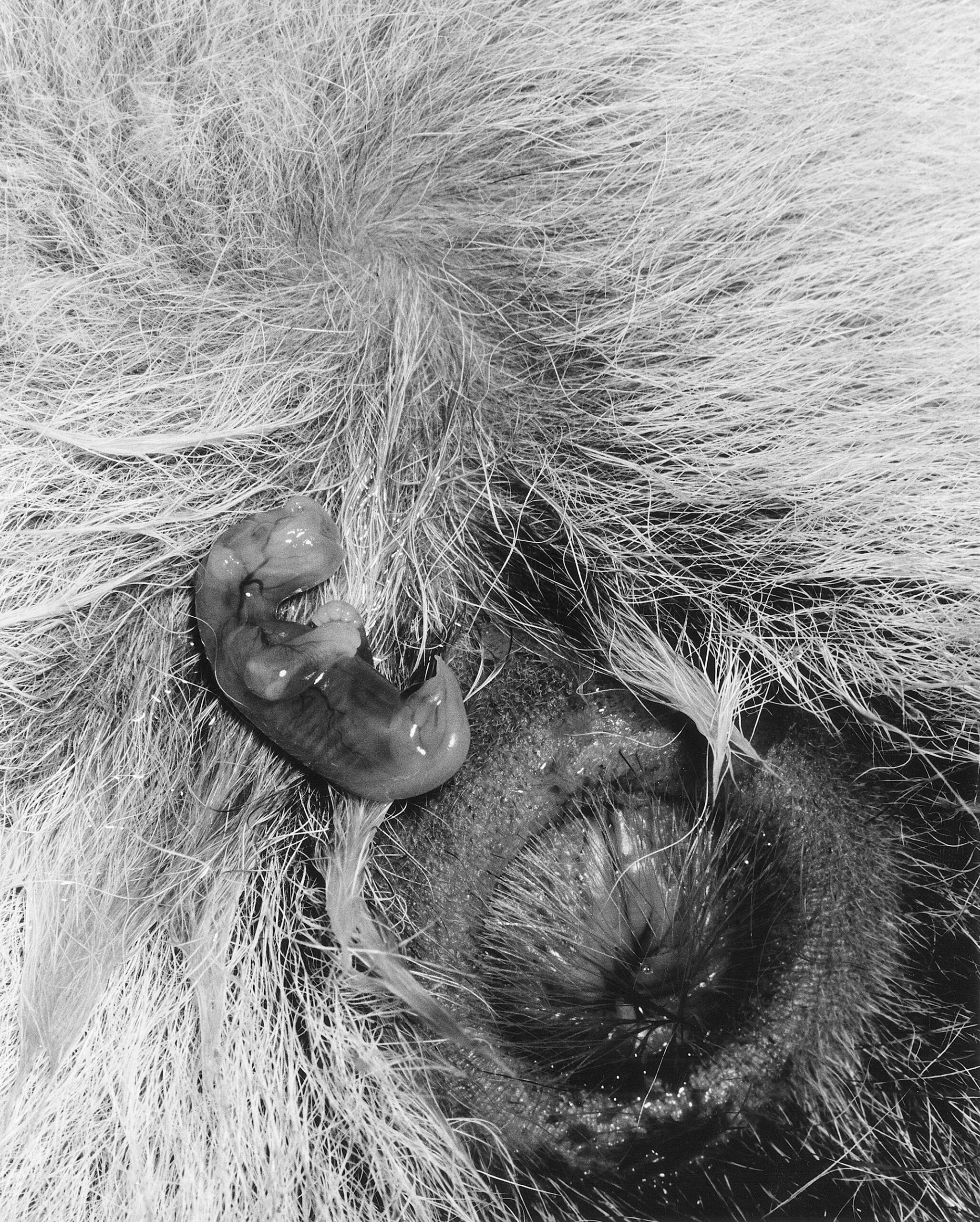 Hairless newborn red kangaroo beside its mother's birth opening before climbing through her fur to the pouch