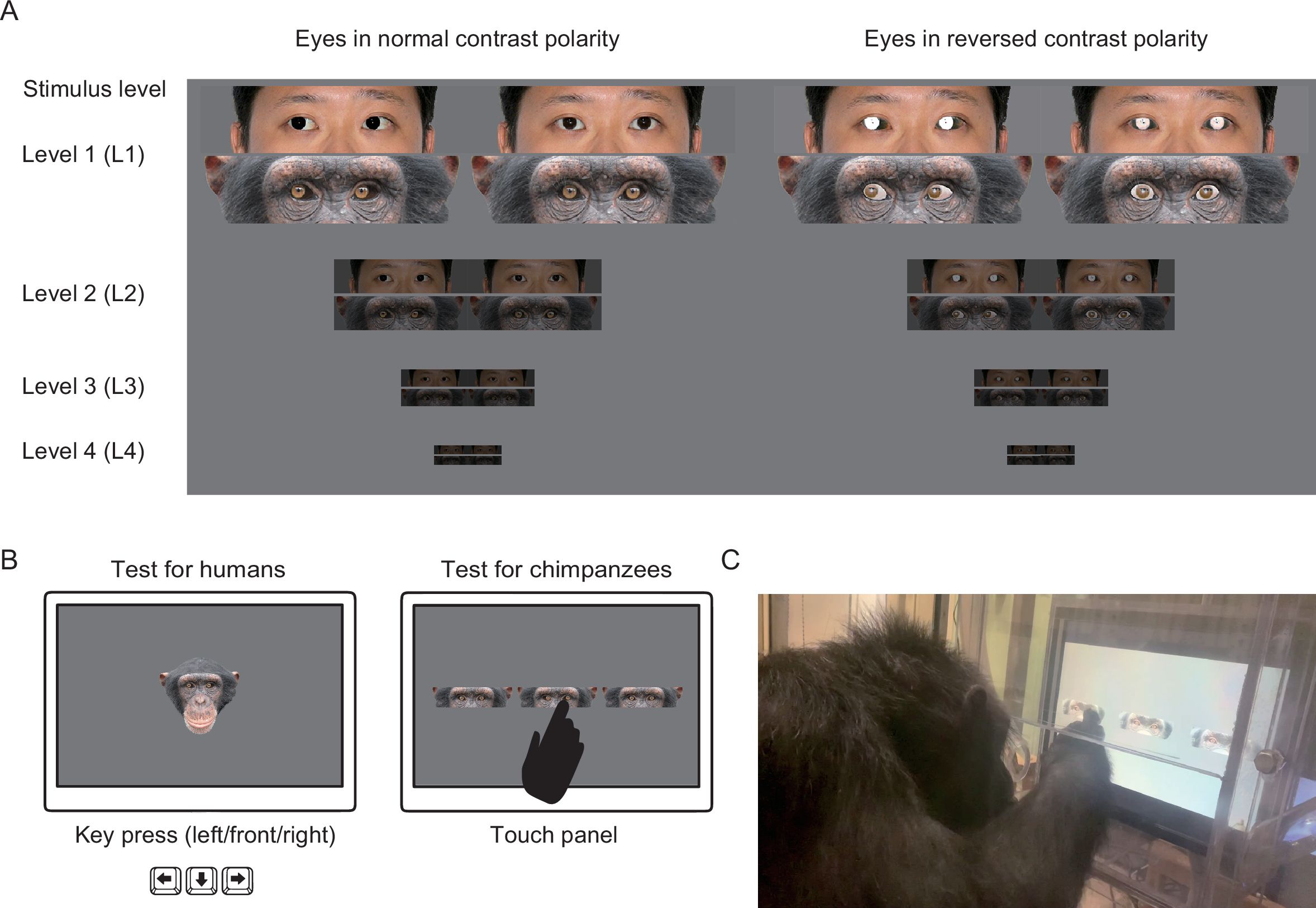 Figure comparing normal and reversed eye contrast in human and chimpanzee faces across decreasing size and brightness