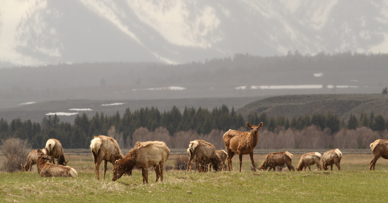 Elk herd grazing in a mountain valley