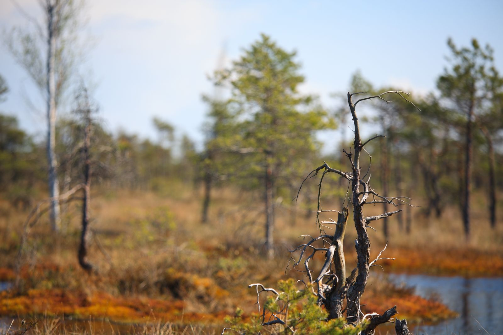 In 1984, peat cutters in Cheshire hit something rubbery with a mechanical shovel and pulled up a man who had been strangled, struck on the head and dumped in a