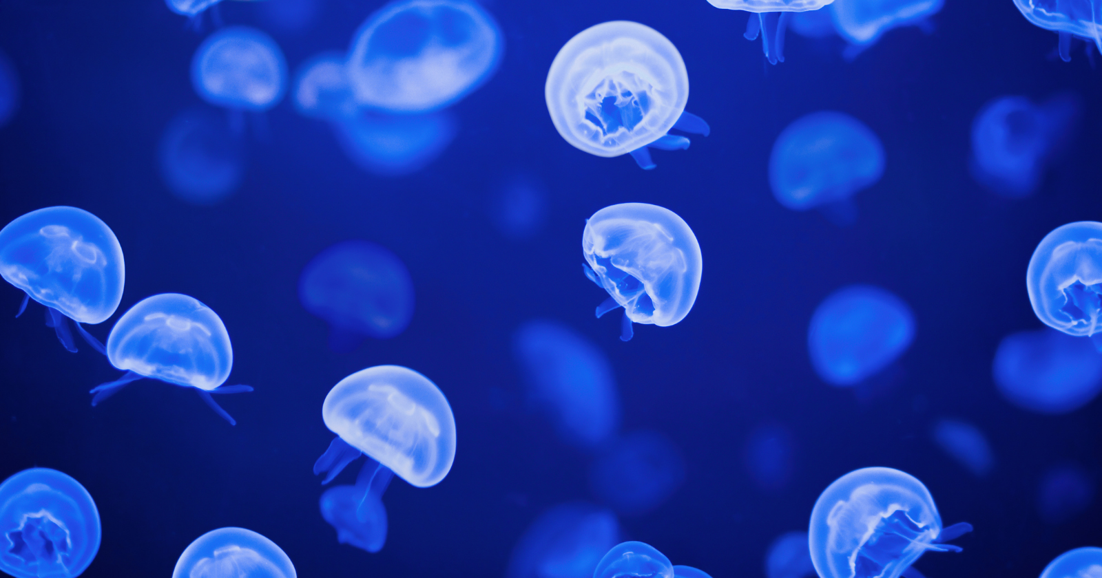 Jellyfish swimming in blue water