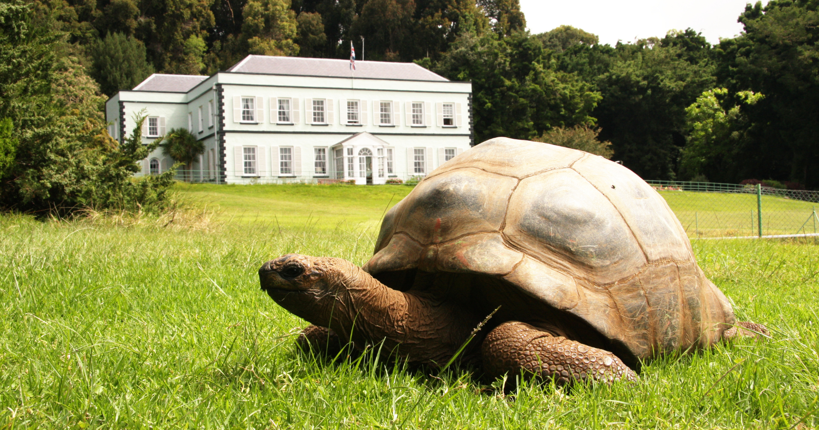 Jonathan, a Seychelles giant tortoise on the lawn of Plantation House on St Helena, hatched around 1832 and is still eating grass there at about 194 years old, the oldest land animal anyone alive can still point to
