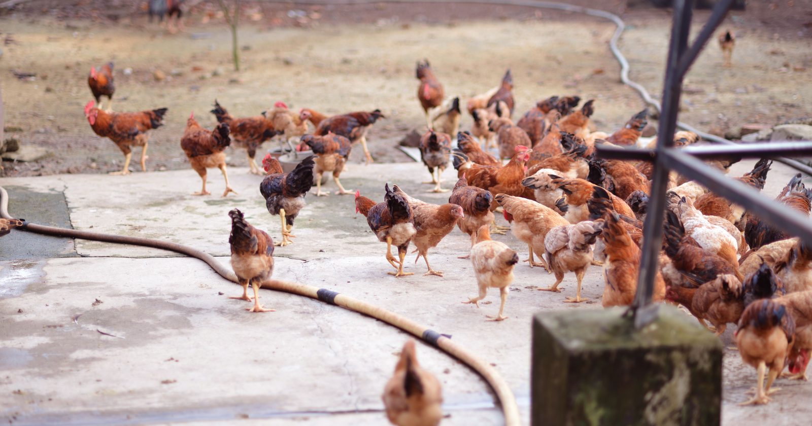 A large flock of chickens pecking on a concrete surface outdoors in a farm setting.