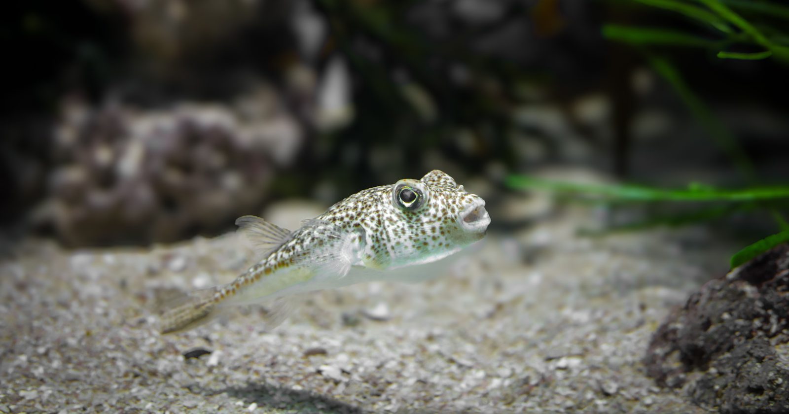 Close-up of a spotted puffer fish swimming in a beautifully arranged aquarium.