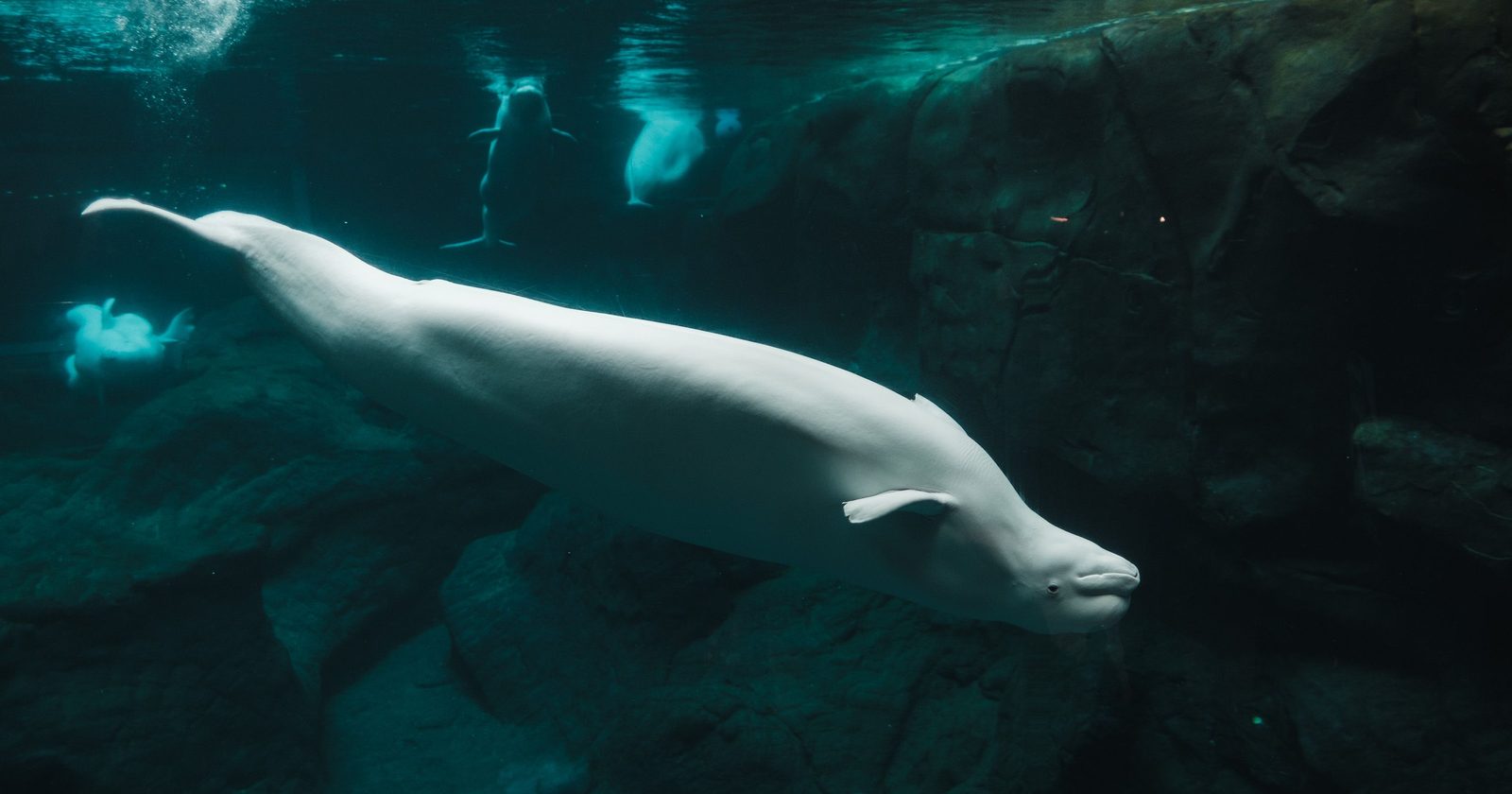Close-up of a beluga whale swimming underwater in an aquarium showcasing aquatic life.