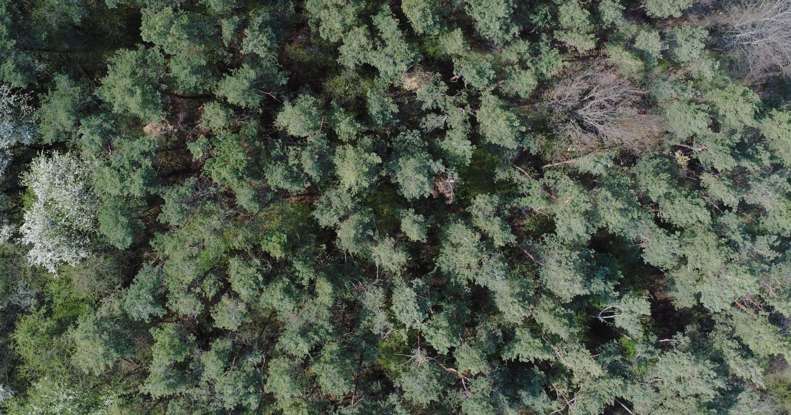 A captivating aerial view of a dense pine forest with lush green canopy.