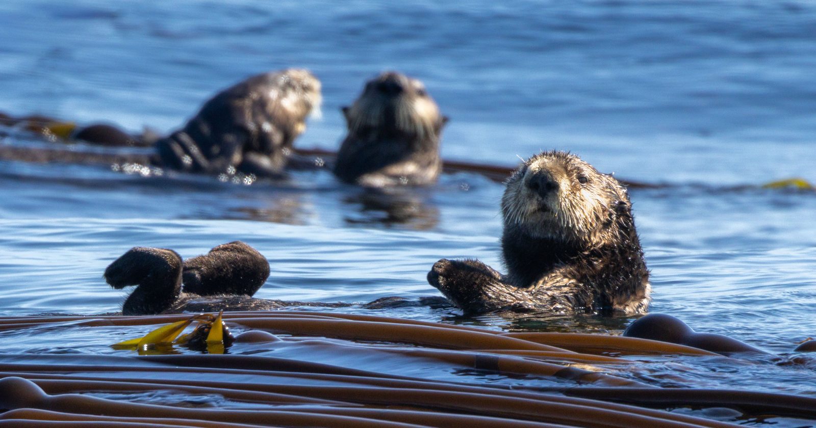 Explore the beauty of Tofino with playful sea otters floating in a sunlit kelp forest.