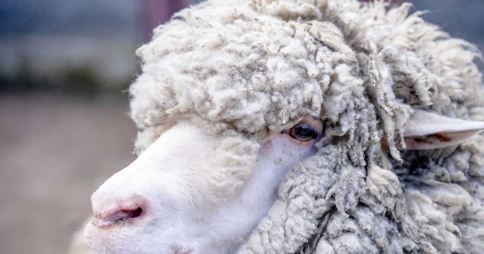 Detailed close-up of a fluffy Merino sheep with curly wool in a natural setting.