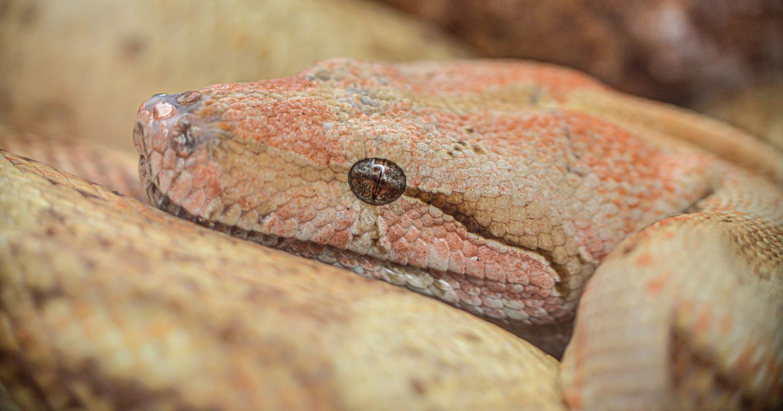 Detailed image of a boa constrictor with textured scales in Toluca, Mexico.