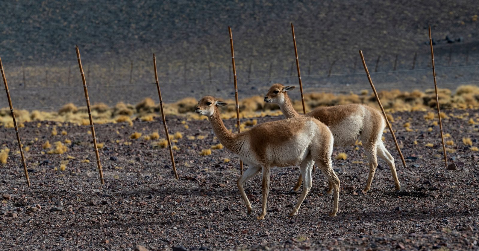 Two vicuñas wandering through a rocky, arid terrain under daylight.