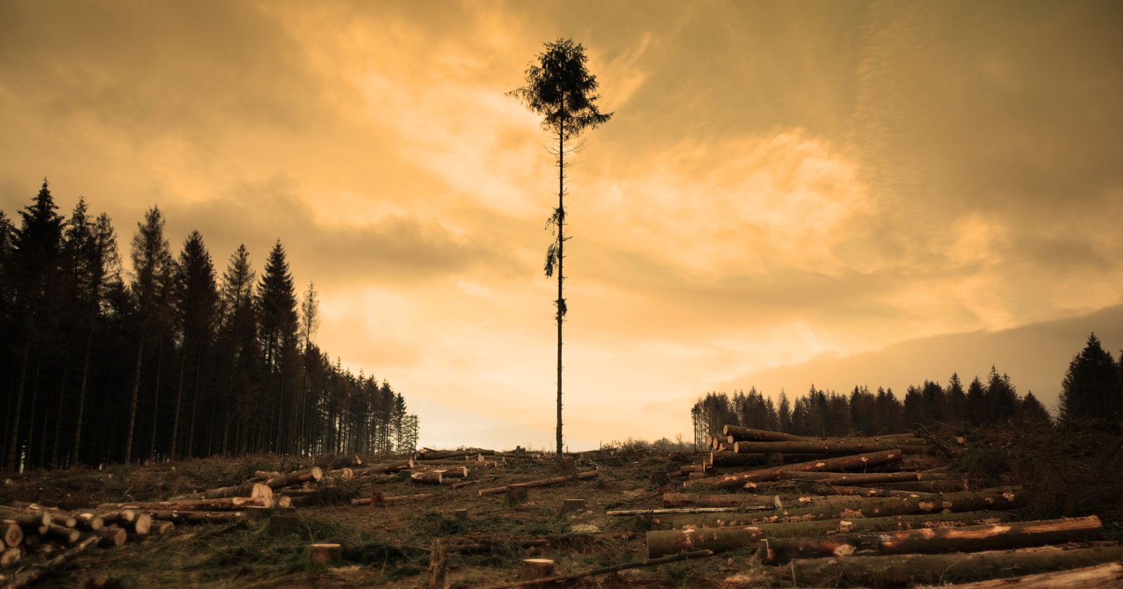 Lone tree stands in a deforested area under a dramatic sunset sky, symbolizing resilience.