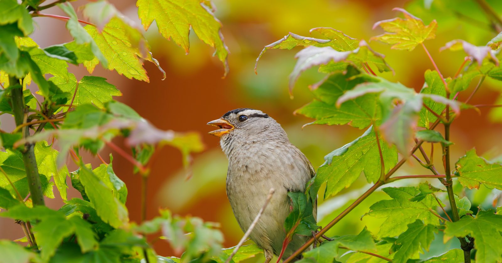 A White-crowned Sparrow perched among bright green leaves, singing joyfully in springtime.