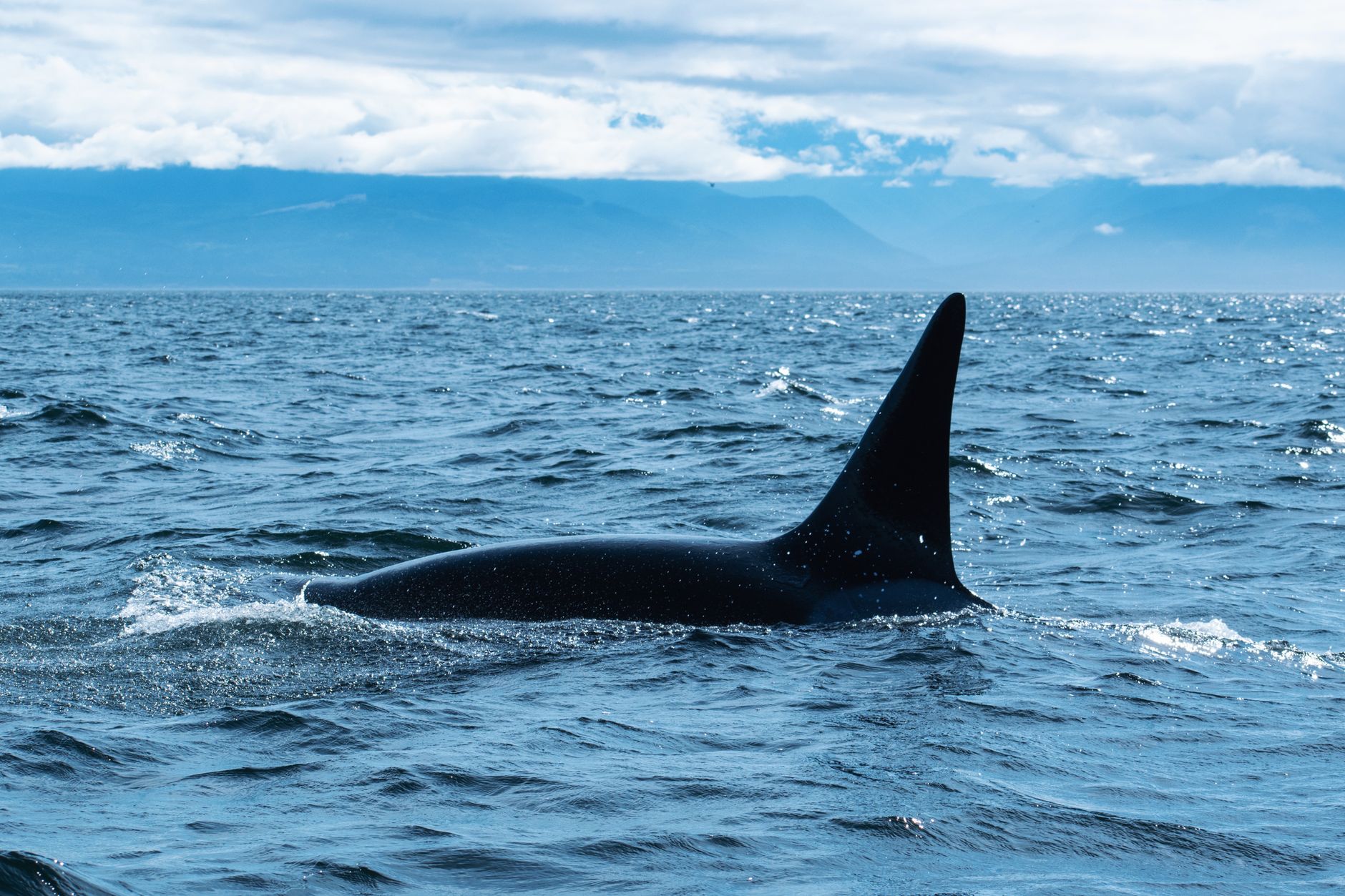 Representative orca swimming at the ocean surface