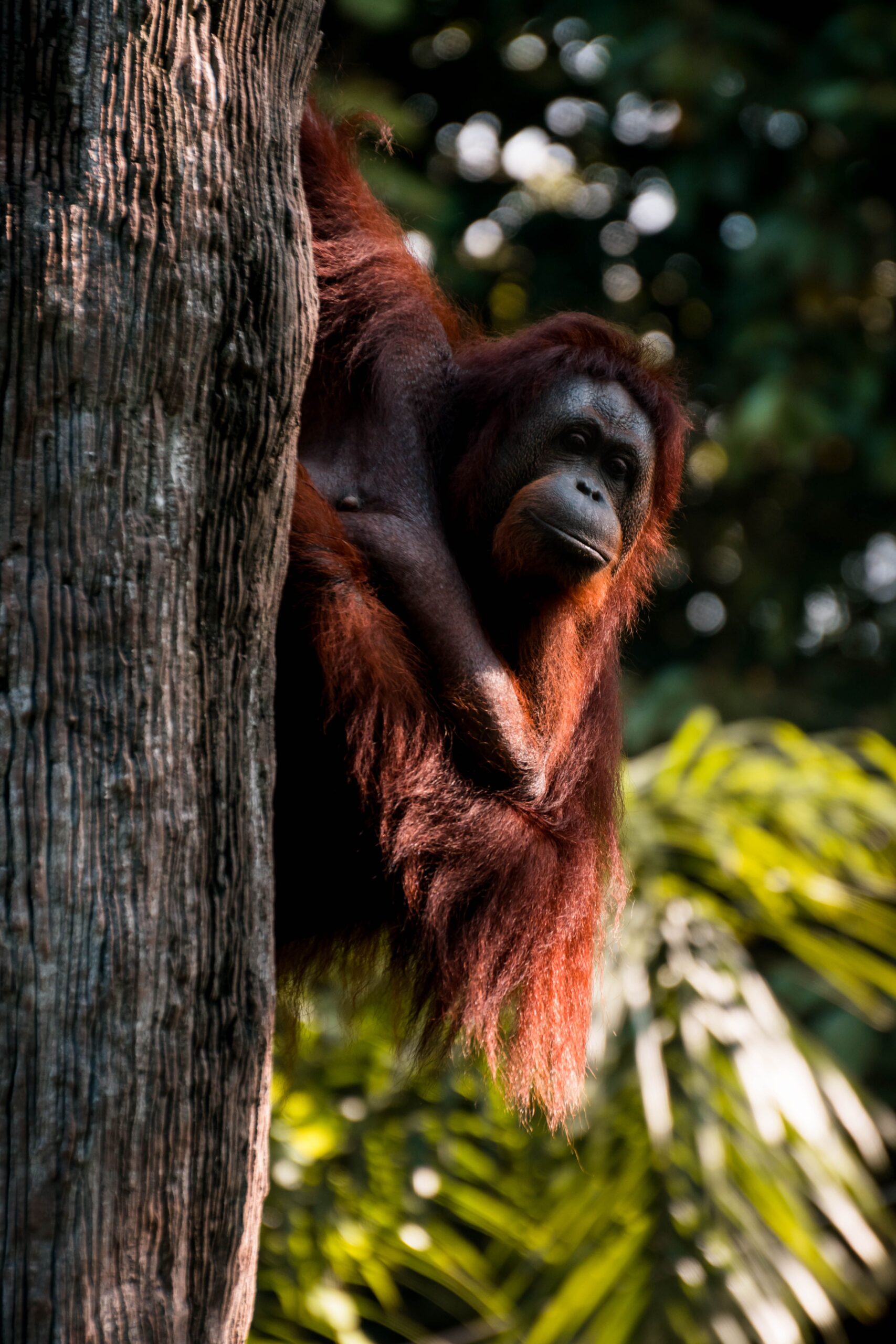 Bornean orangutan with reddish fur clinging to a tree in green forest