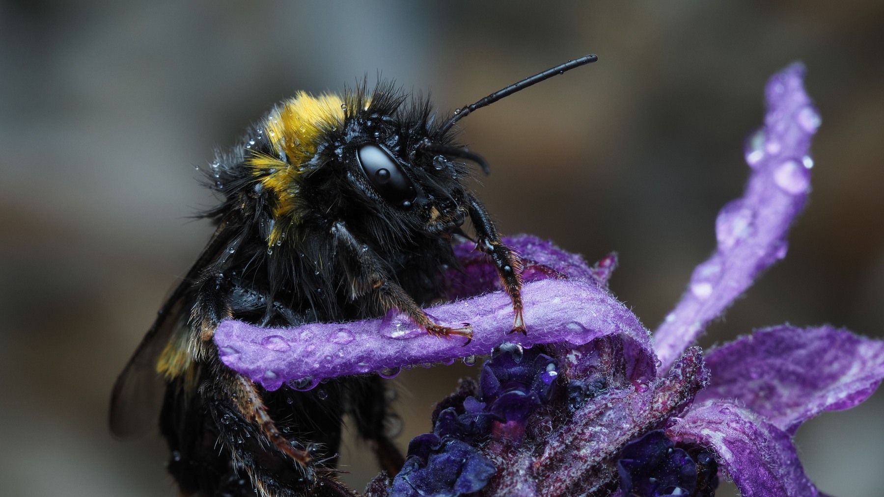 Close-up of a bumblebee resting on a purple flower