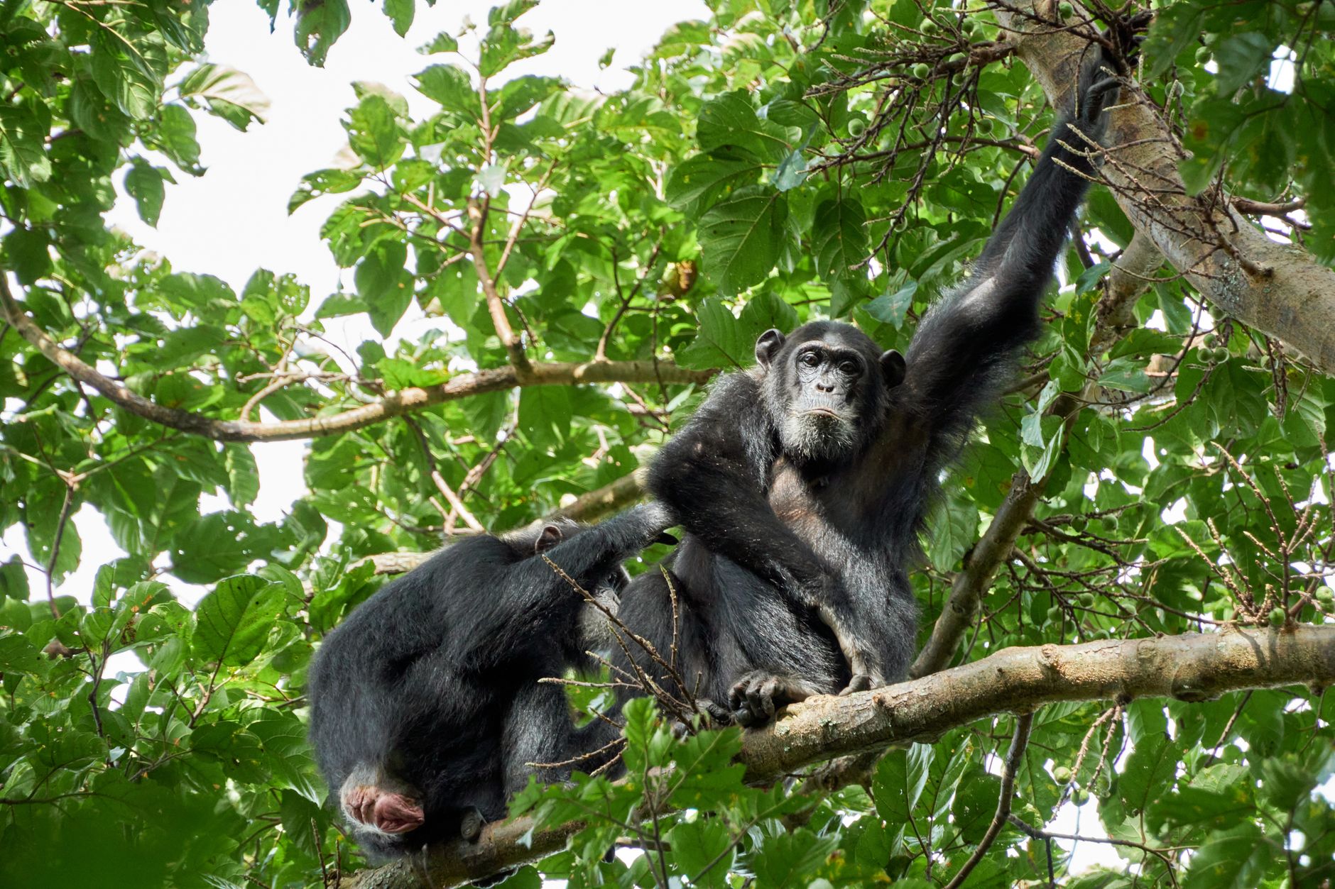 Two chimpanzees sitting together among green leaves in a tree