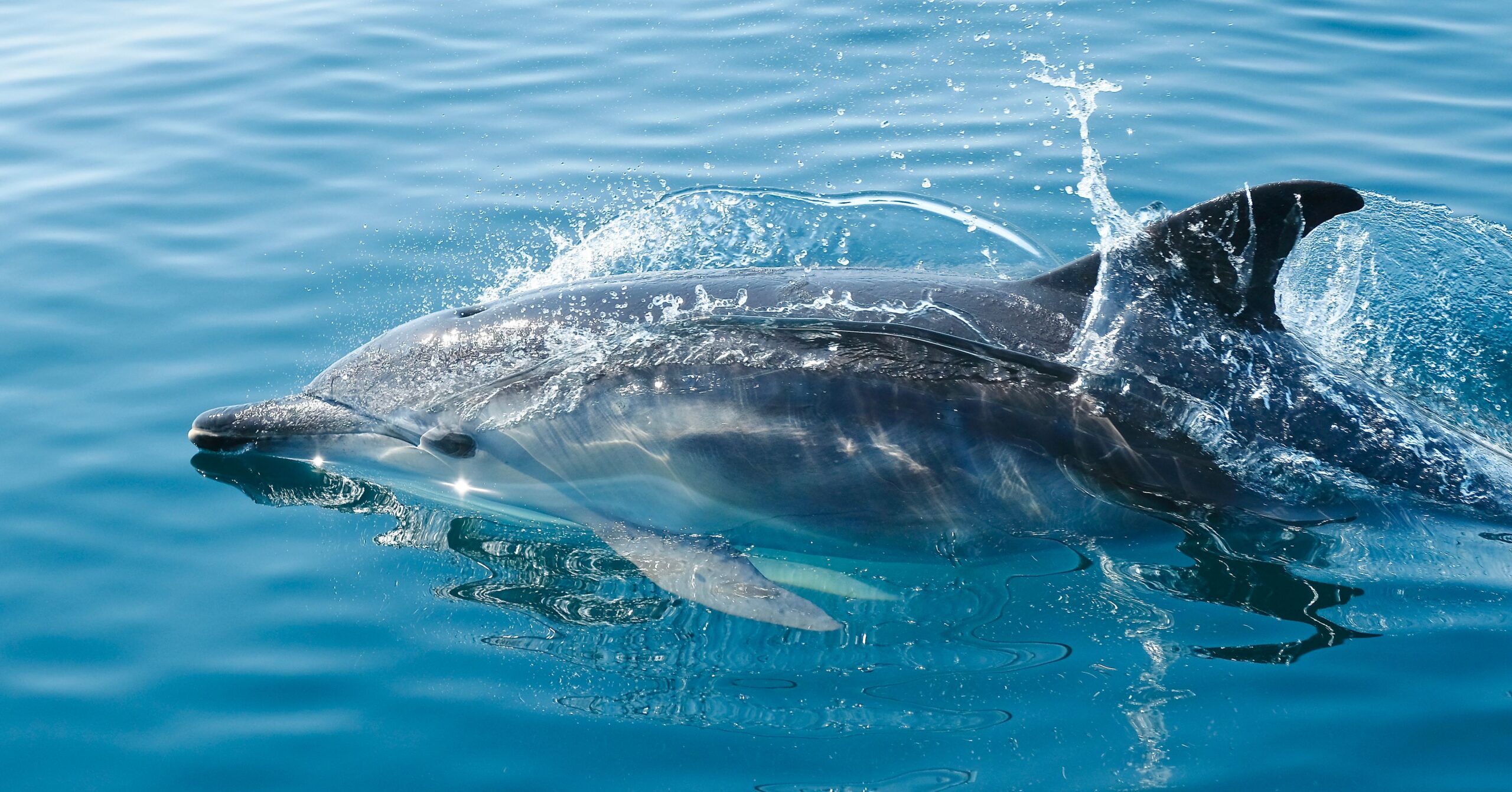 Dolphins sleep with half a brain at a time — one hemisphere rests while the other keeps them breathing, moving and alert. A researcher guessed this from their habit of sleeping with one eye open in 1964; EEG recordings in the 1970s proved the strange arrangement was real.