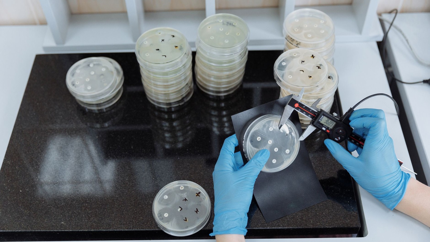 A laboratory worker measuring bacterial cultures in Petri dishes