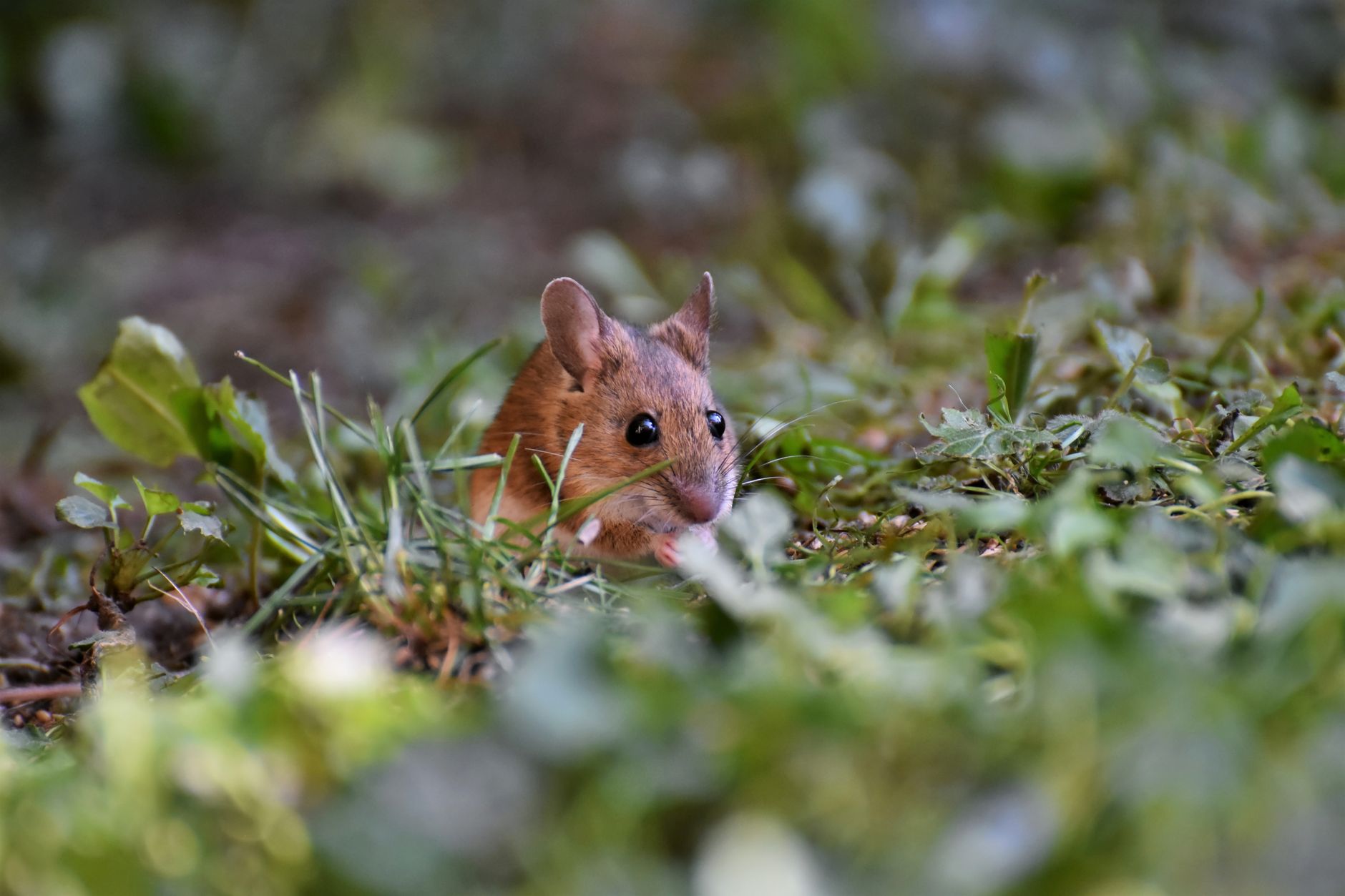 A wild mouse peering through low green plants