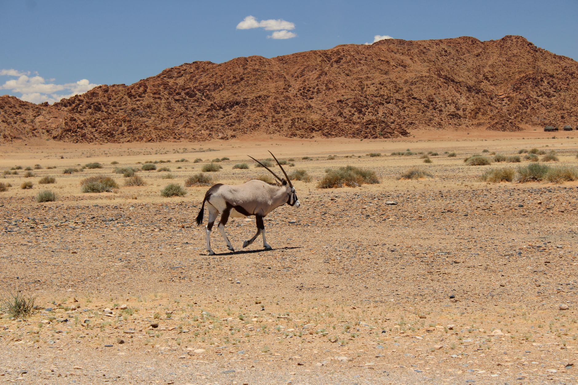 A solitary oryx walking across an arid Namibian desert landscape