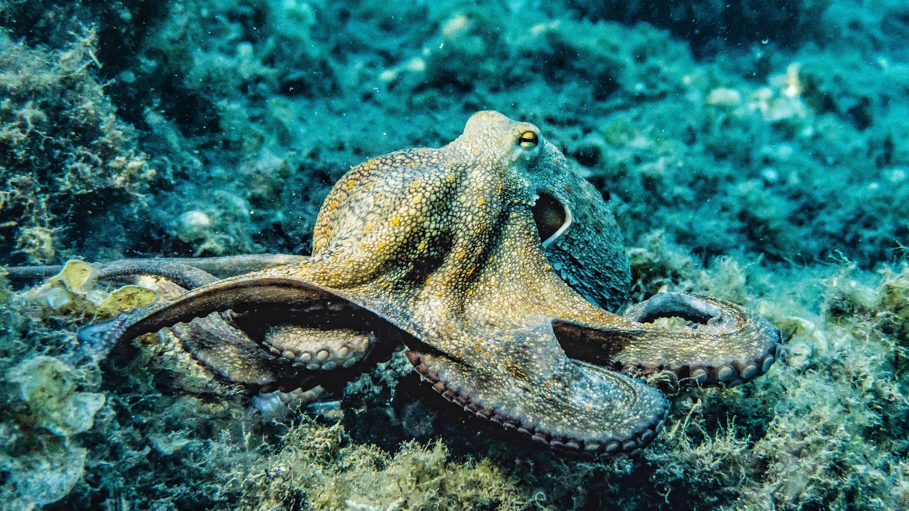 An octopus resting on the seafloor in an underwater reef habitat