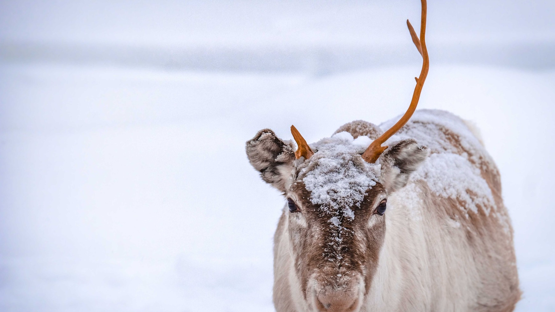 Close view of a reindeer standing in a snowy winter landscape