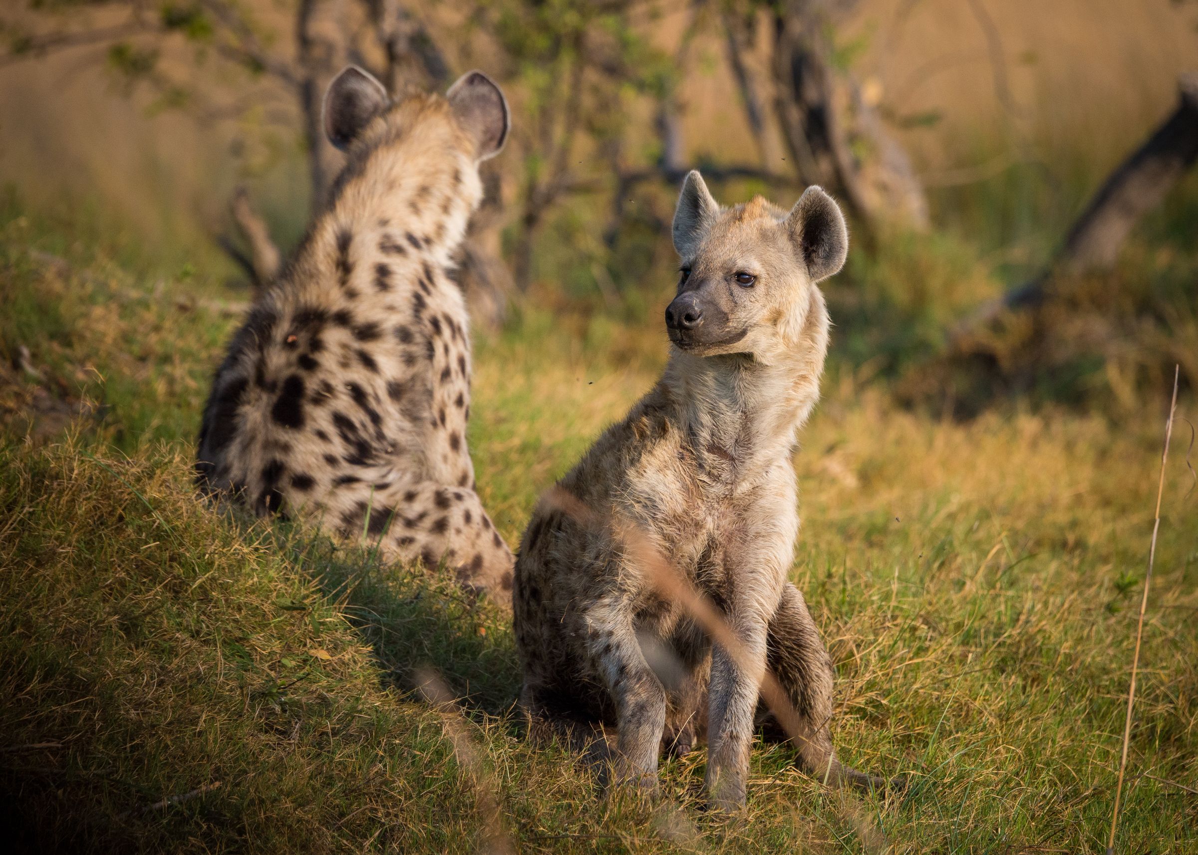 Two spotted hyenas sitting together in grassy savanna