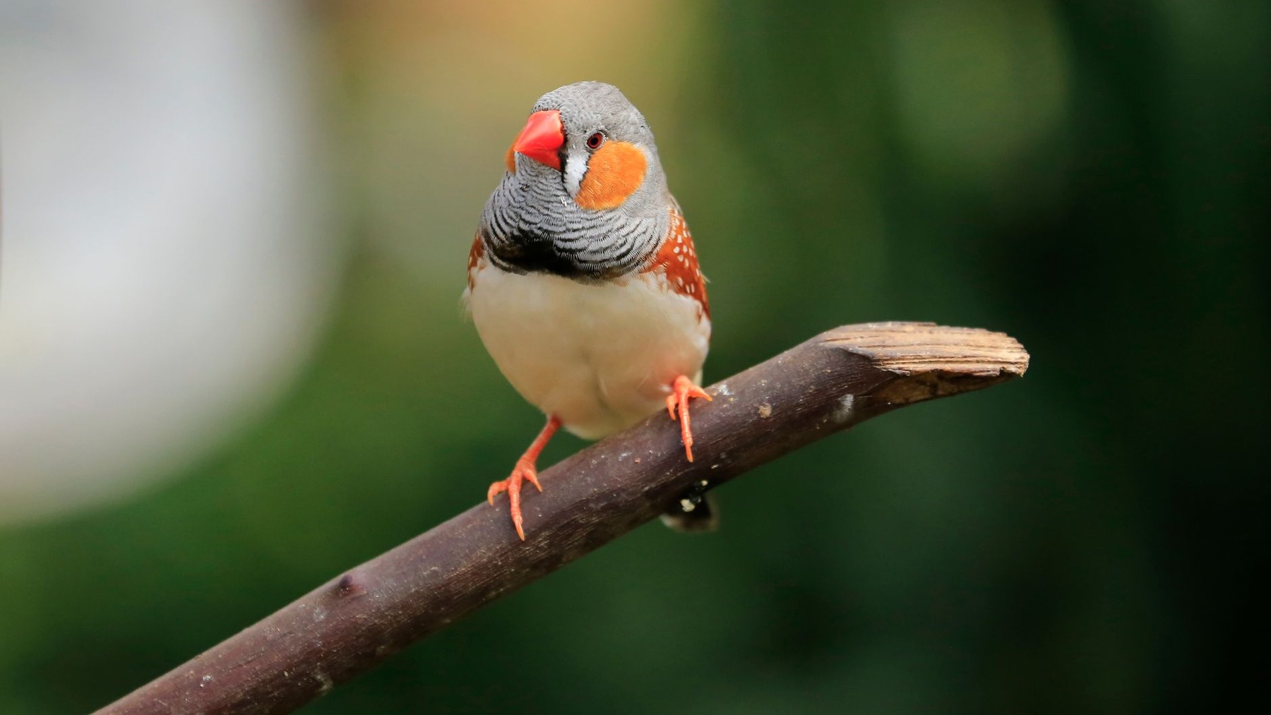 Close-up of a male zebra finch with orange cheek patches perched on a branch