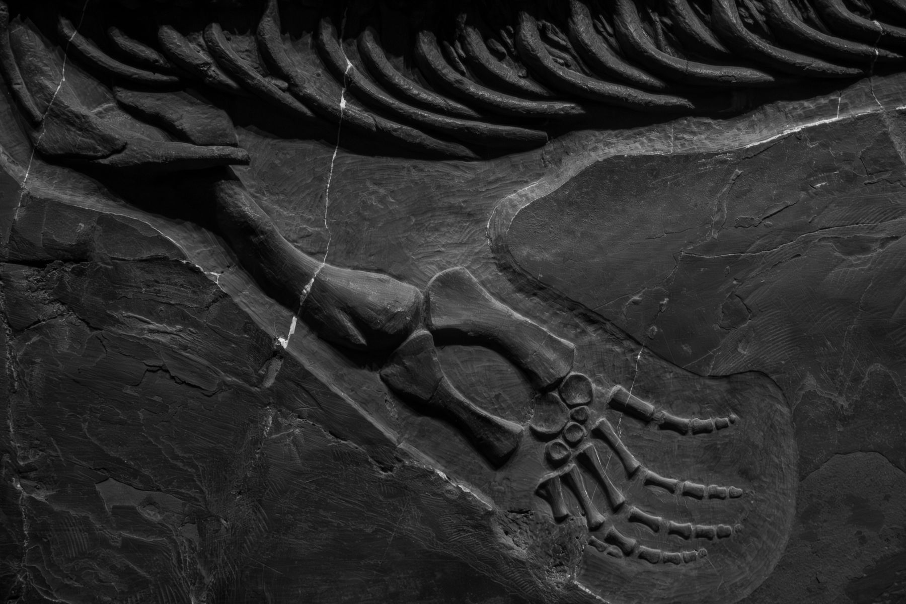 For decades, paleontologists argued that a small tyrannosaur found in Montana’s Hell Creek Formation was merely a young T. rex. Then, within five weeks in late 2025, independent studies in Nature and Science showed its bones belonged to mature animals — confirming that Nanotyrannus was a separate predator that hunted alongside T. rex in the final million years before the asteroid impact.