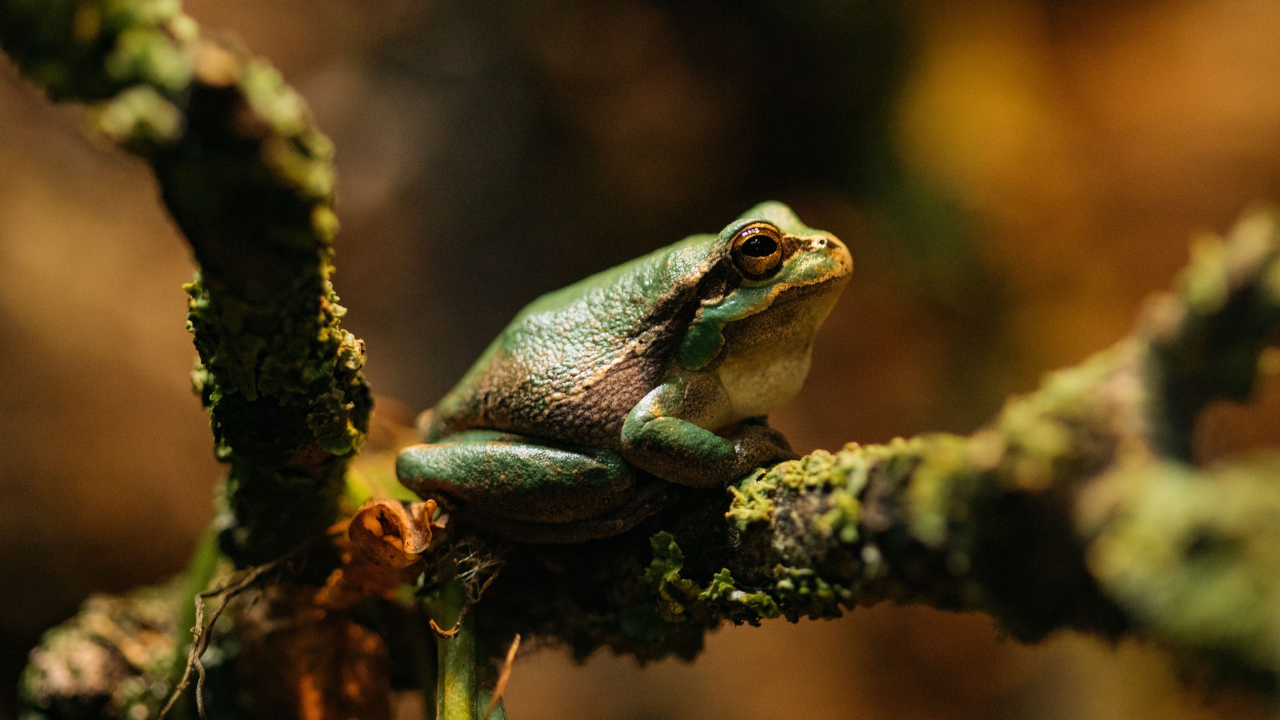 Green tree frog resting on a moss-covered branch