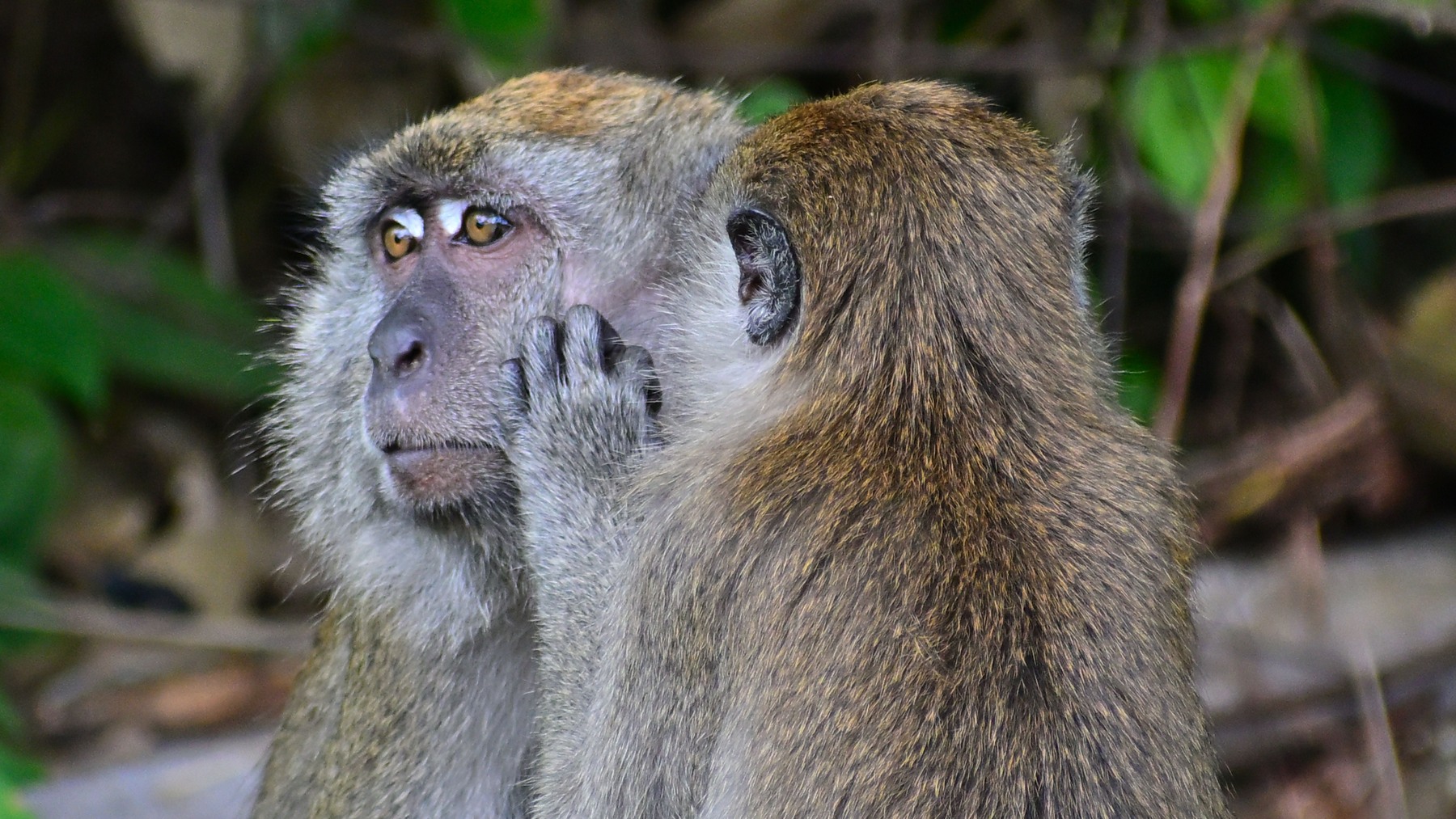 Two macaques interacting closely in a forest in Johor Bahru, Malaysia