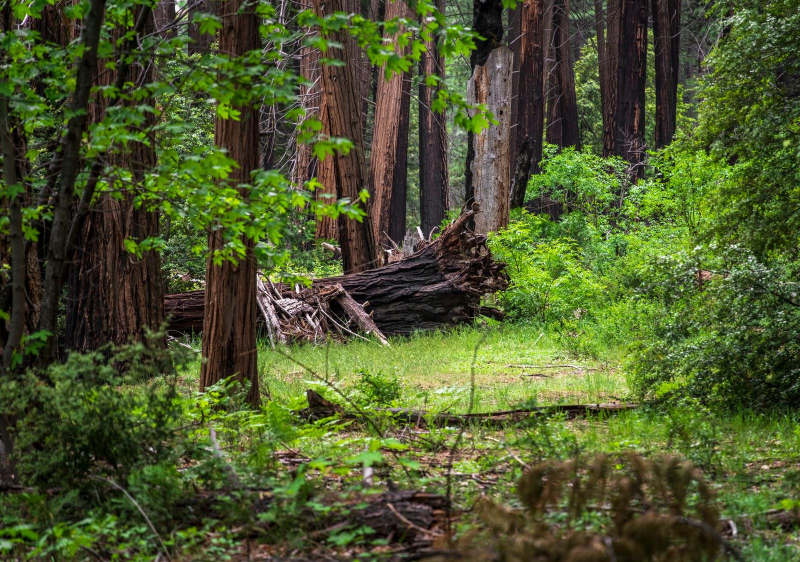 redwood forest floor