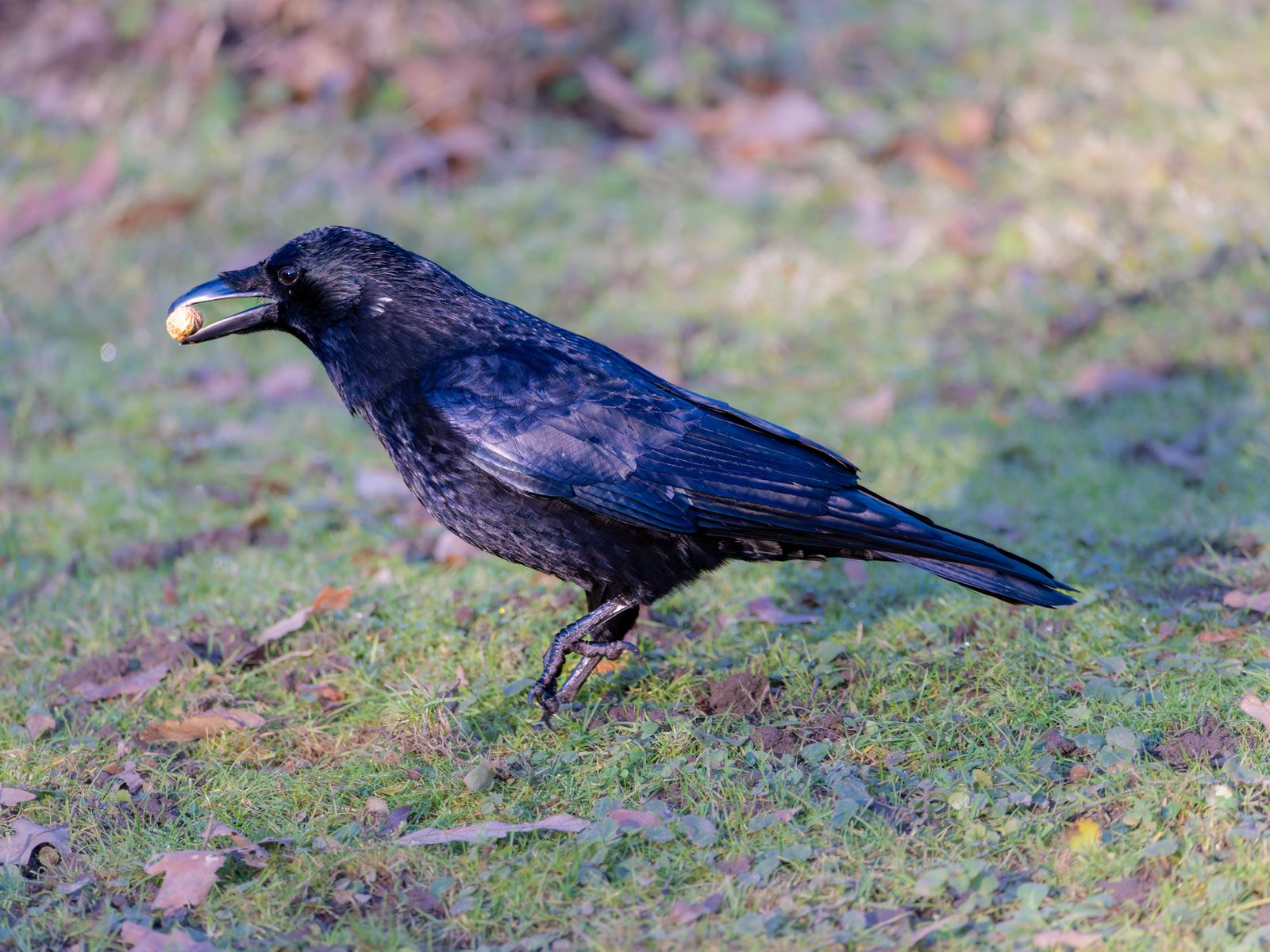 Researchers at the University of St Andrews spent decades filming wild New Caledonian crows and documented individuals sculpting forked twigs into hooks, trimming pandanus leaves into barbed probes, and passing tool designs down family lines with variations so consistent that the birds effectively run regional traditions in stick manufacture