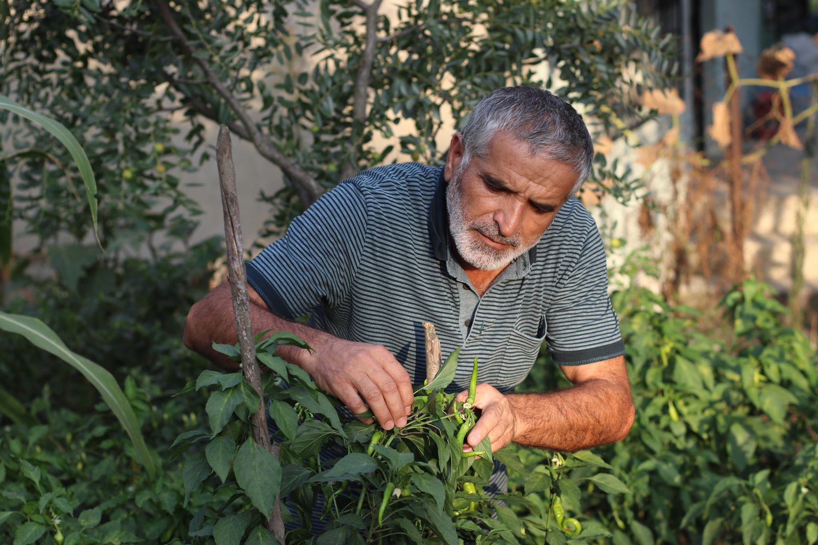 retired man garden