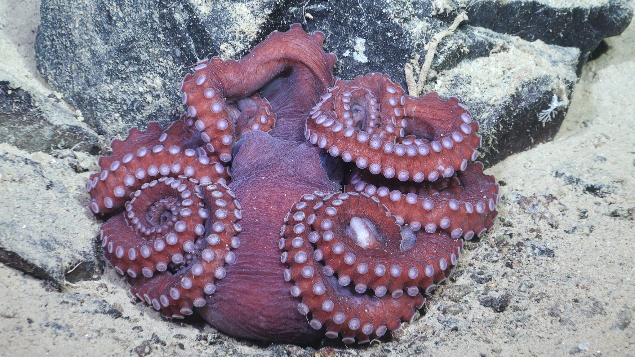 A red octopus resting on the Bellingshausen Sea floor at 1,150 metres in the area exposed after iceberg A-84 moved away