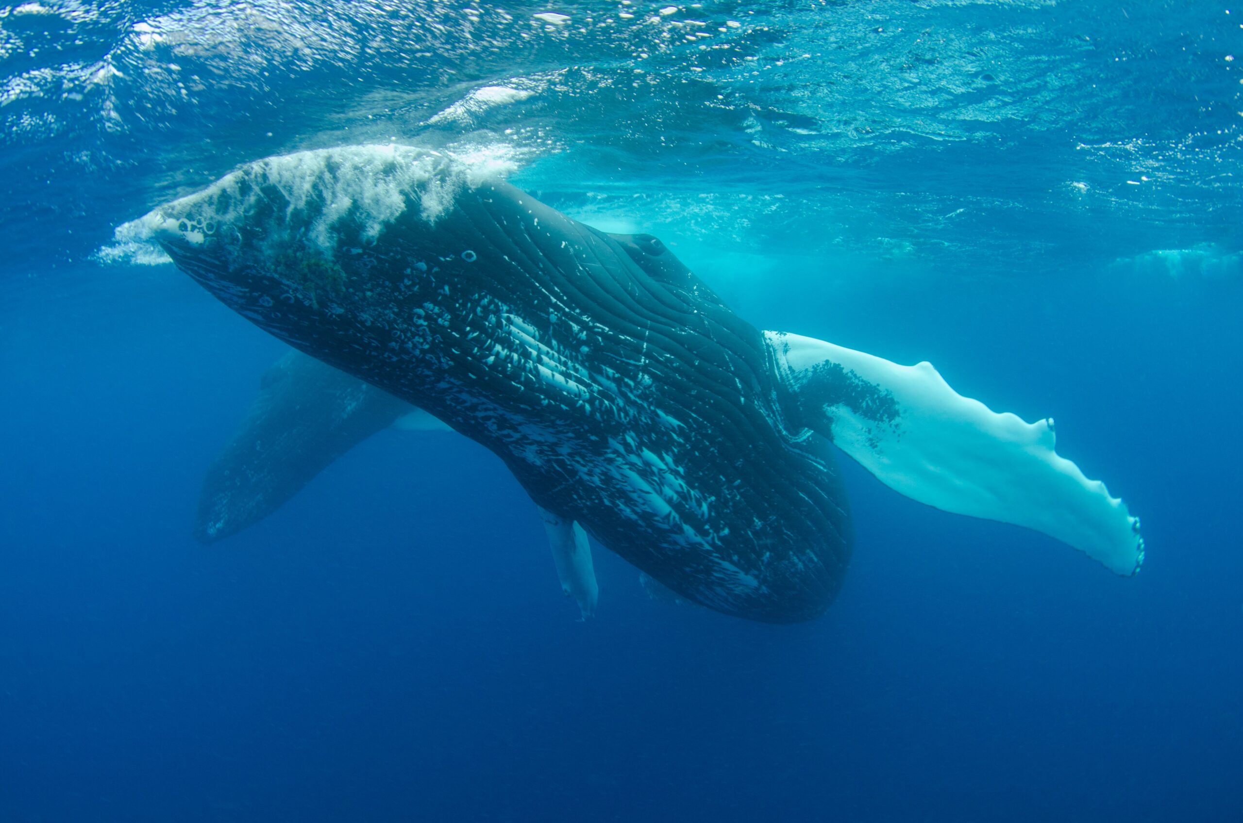 Representative image of a whale swimming underwater