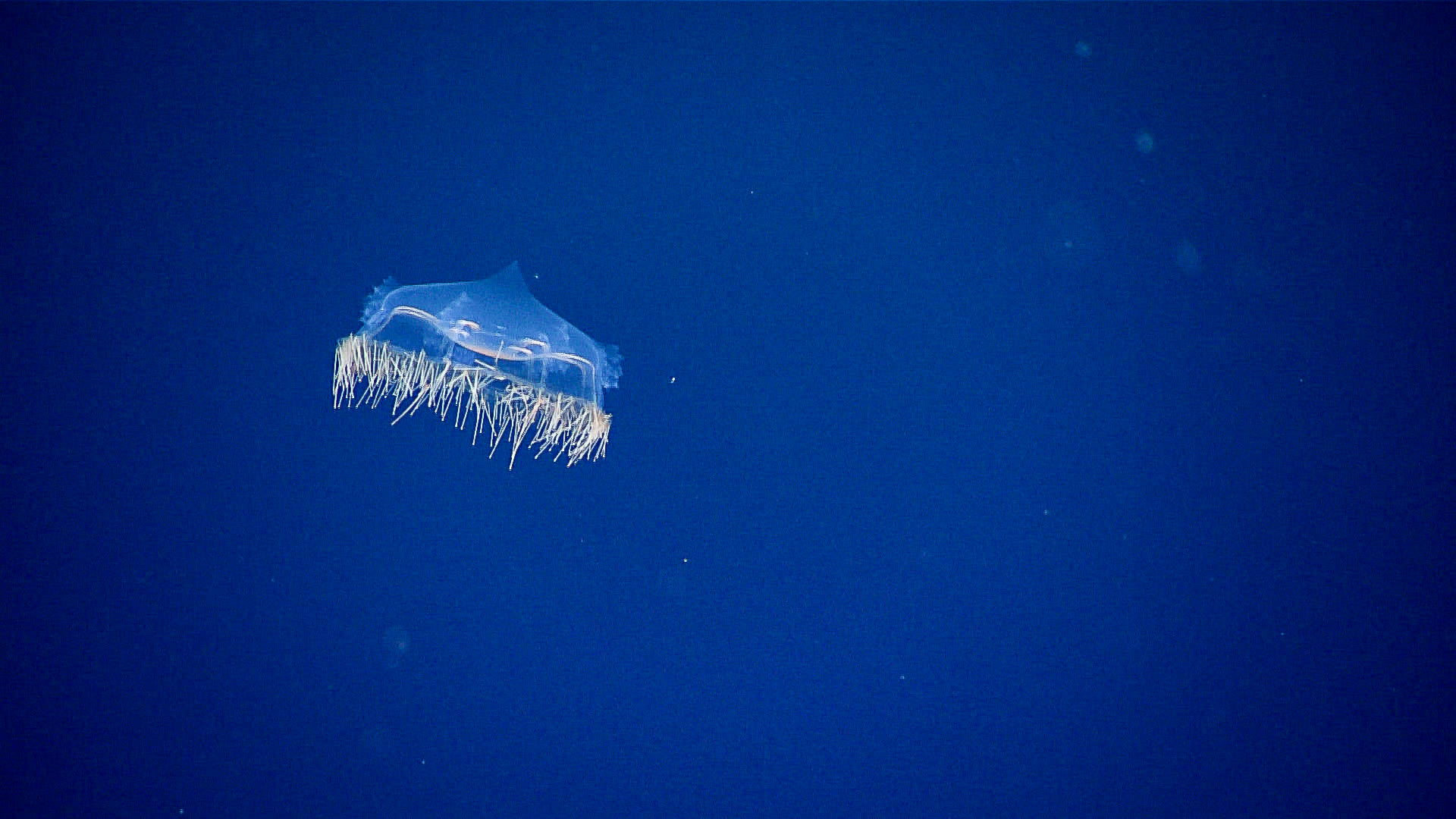 A translucent hydromedusa jellyfish drifting in a deep-ocean oxygen minimum zone