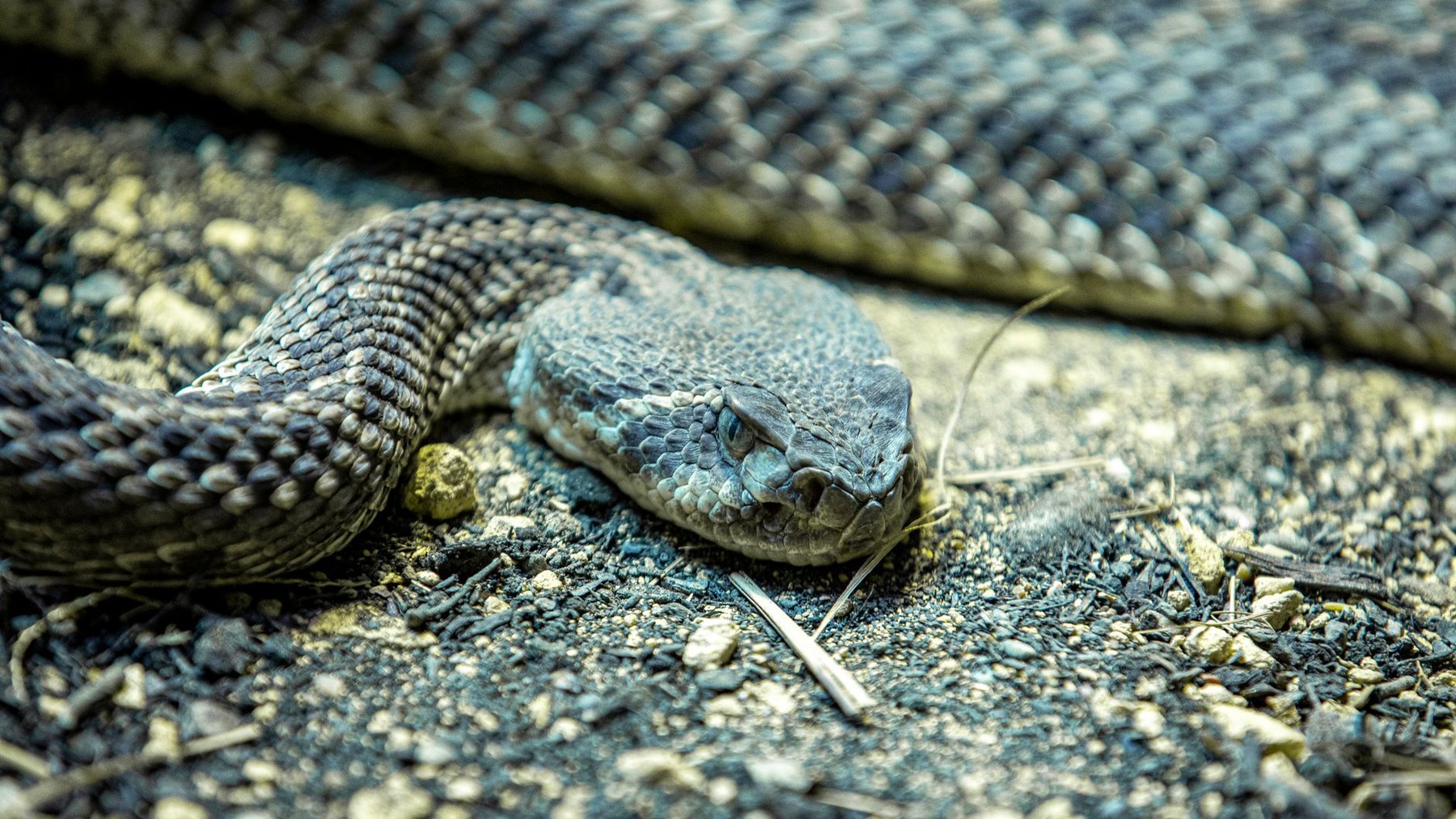 Close-up of a rattlesnake resting on rocky ground