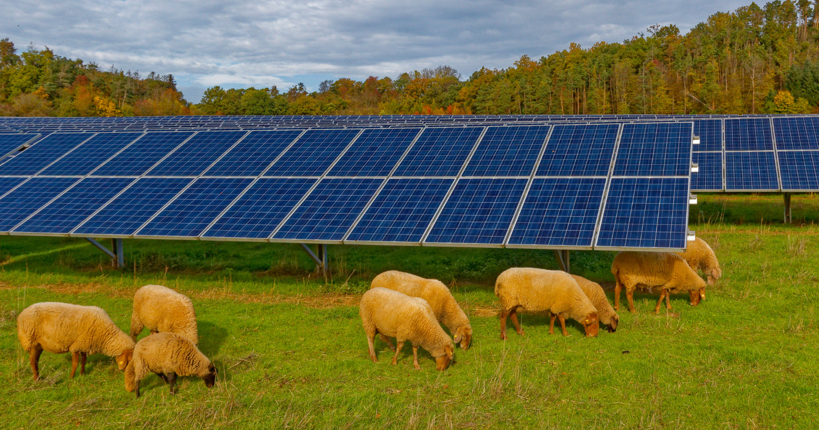 Sheep grazing beneath rows of solar panels