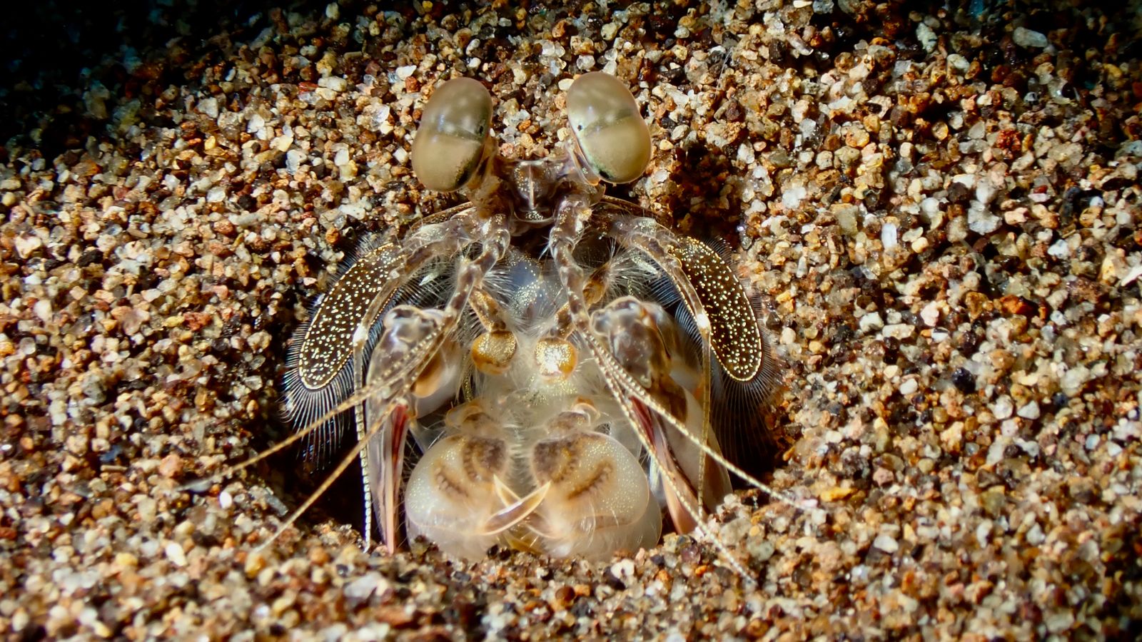 The mantis shrimp punches with the acceleration of a .22 calibre bullet, creating a cavitation bubble that collapses at nearly the temperature of the Sun's surf