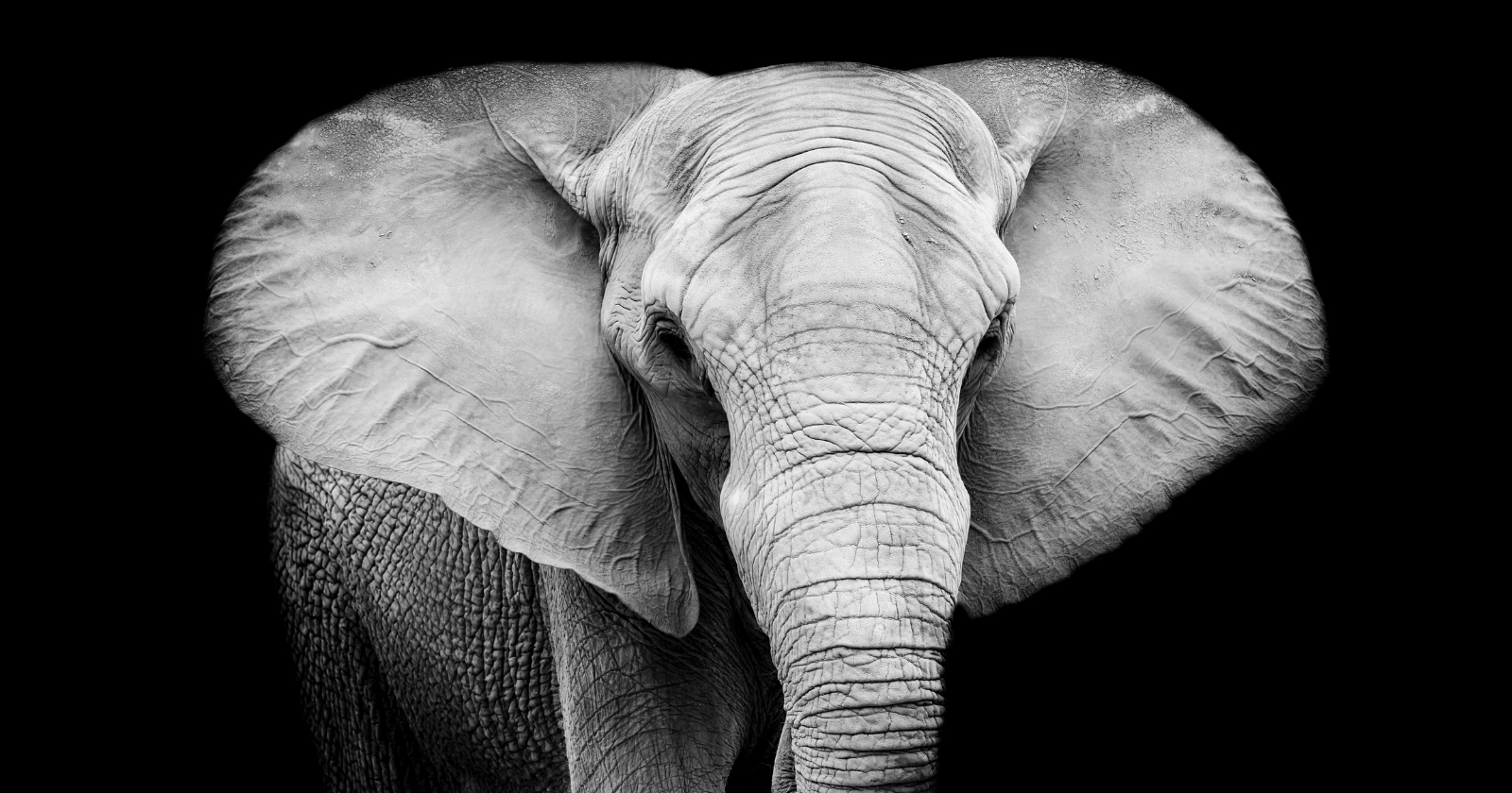 Only a tiny handful of animals understand that the creature in the mirror is themselves, and one of them weighs six tonnes.