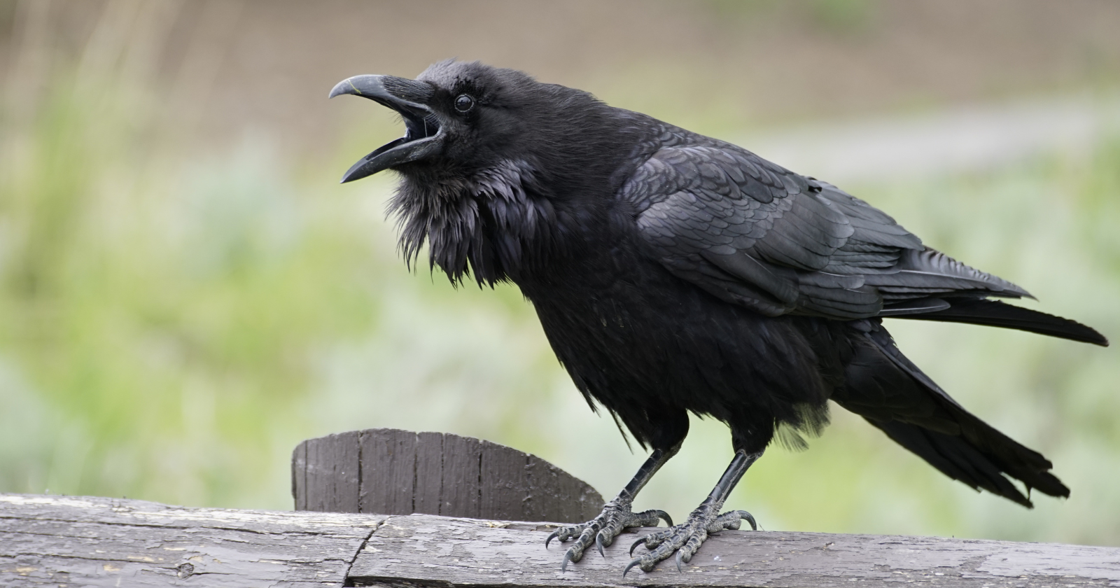 Crows can memorise the face of a person who wronged them, hold the grudge for as long as 17 years, and teach it to their own chicks and flockmates, so that birds who never even saw the original offence will still harass the person on sight.